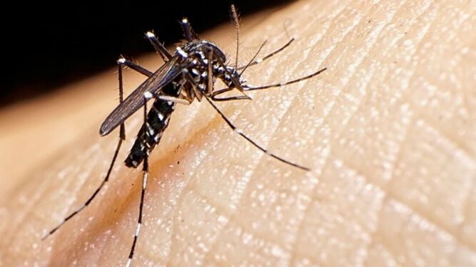 Aedes aegypti, el mosquito causante del dengue