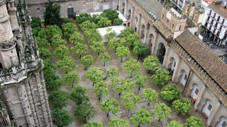 Patio de los Naranjos de la catedral de Sevilla