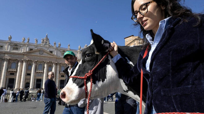 La vaca Ercolina en la plaza de San Pedro