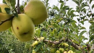 IV Martes de Cuaresma