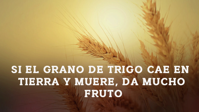 Grano de trigo