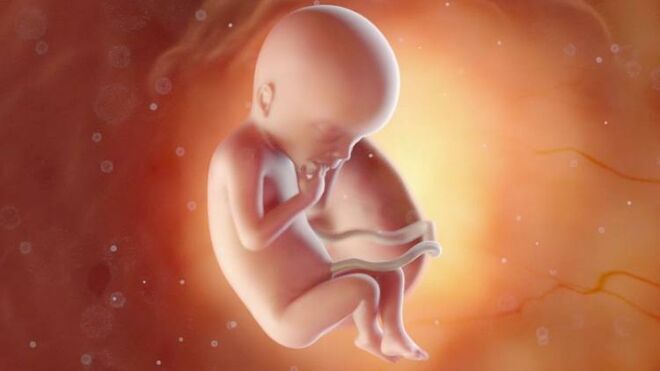 Feto 18 semanas