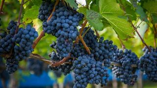 La imagen de la Vid habla más de comunidad que de individuos