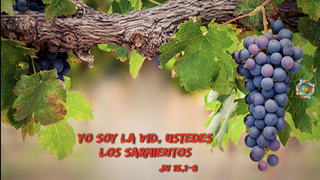 Yo soy la vid