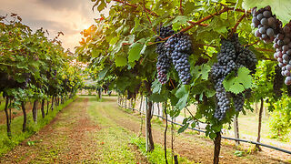 Los frutos para la vida de todos y todas