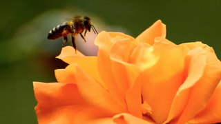 Día Mundial de las Abejas