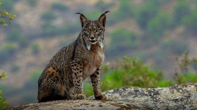 Lince ibérico