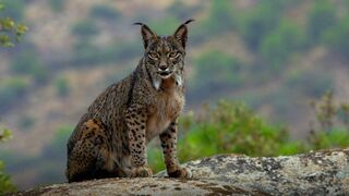 Lince ibérico