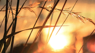 IX Domingo ordinario: Mc 2,23 - 3,6.  El día santo de la desobediencia civil y de la liberación