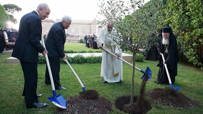 Francisco, Bartolomé, Abbas y Peres, plantando hace diez años en olivo de la paz
