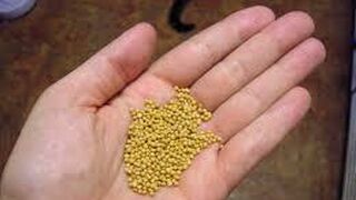 El reinado de Dios es gratuidad