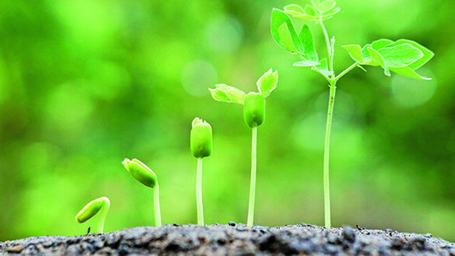 Germinación