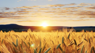 El mundo es el campo