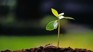 XI Domingo ordinario: Mc 4,26-34. "Saber esperar, forzando la urgencia que no permite esperar".