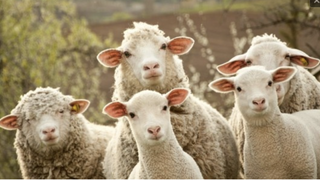 Como ovejas sin pastor