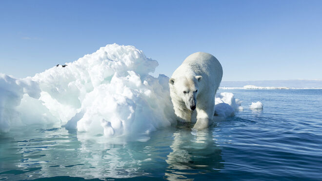 Oso Polar