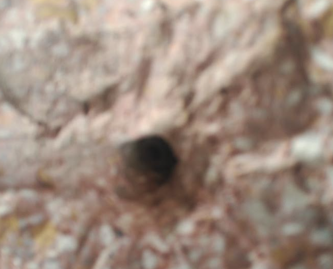 Disparo en una mezquita ahmadí