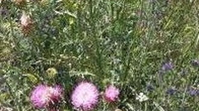 XXI Domingo del Tiempo Ordinario