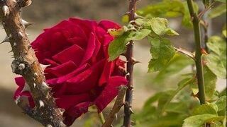 Paciencia con las espinas