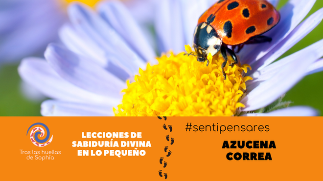 Lecciones de sabiduría divina en lo pequeño