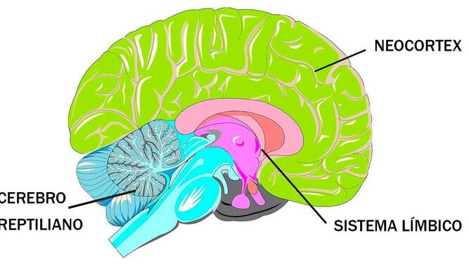 Representación del cerebro triuno