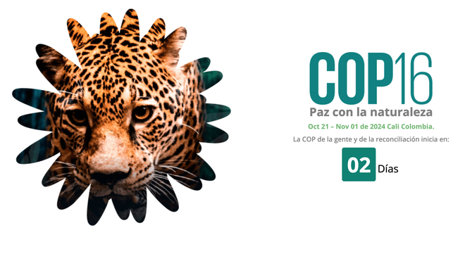 COP16