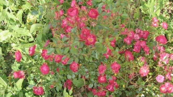 30 de octubre: Mes del rosario