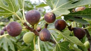 Jesús nos invita a saber Interpretar los signos del reino en el hoy de nuestra historia