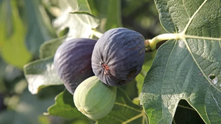 El enigma de la higuera