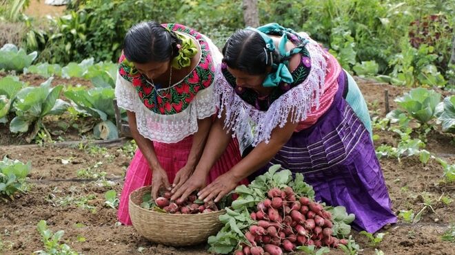 Mujeres trabajando la tierra. México