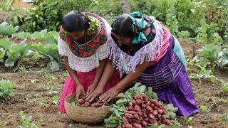 Mujeres trabajando la tierra. México