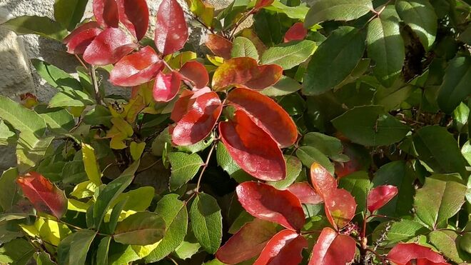 11 II Miércoles de Adviento