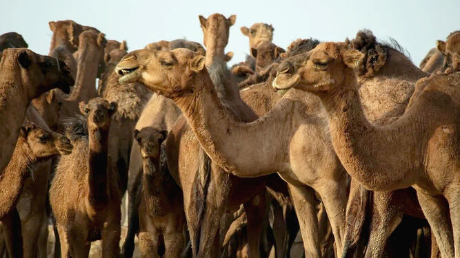 Camellos