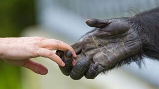 Monos e humanos  origem e originalidades