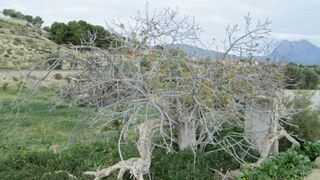 En cuaresma: no dejemos pasar la ocasión de una verdadera conversión