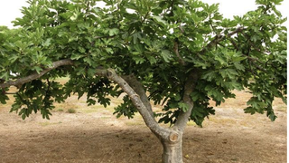 Higuera