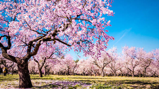 Soneto de primavera