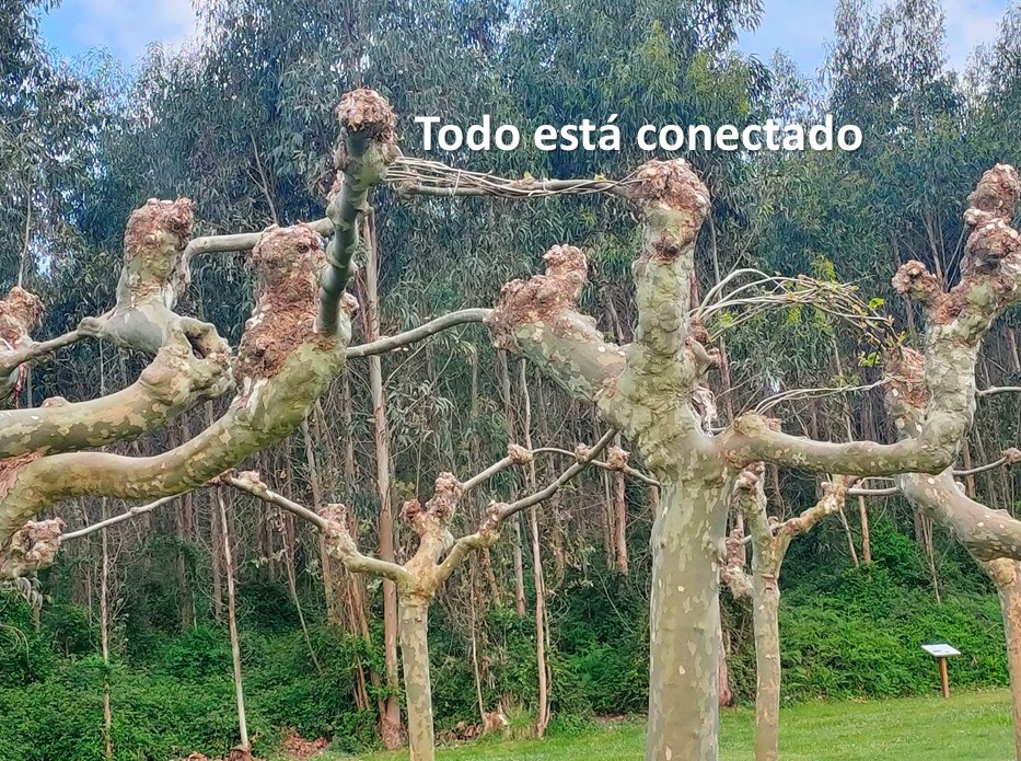 Testimonios