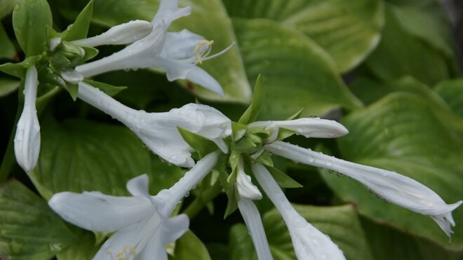 5 de Mayo: Virgen de la Esperanza