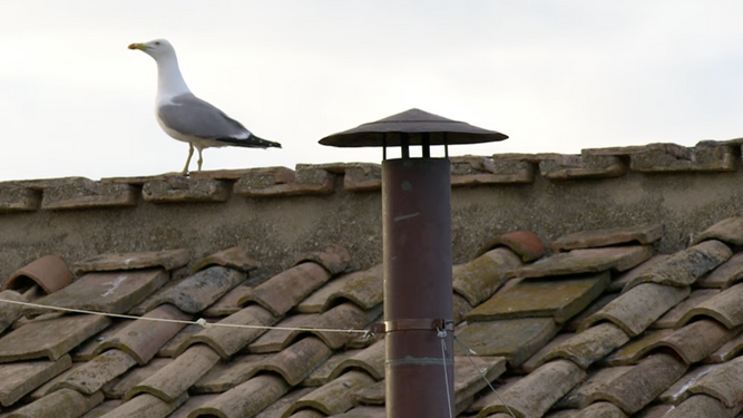 Una gaviota custodia la chimenea