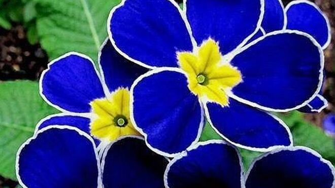 29 de Mayo: Mes de María