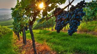 Palabra de vida (salmo 1)