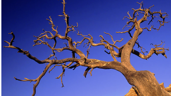 Árbol