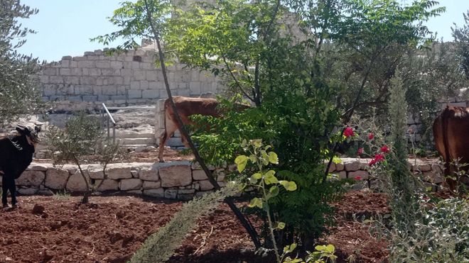 Vacas de colonos pastando en la iglesia de San Jorge. Cisjordania.