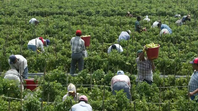Migrantes trabajando