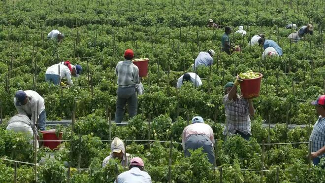 Migrantes trabajando