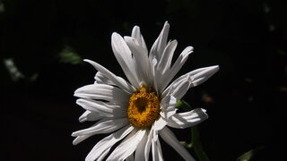 Propósitos para despertar al "mejor yo"