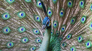 Vanidad de vanidades