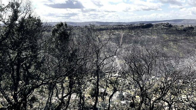 Incendios en Zamora