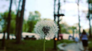 Semillas de esperanza